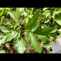 Maceron - Smyrnum olusatrum (fam Apiacees) (2)